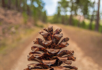 A giant Pinus Pinaster pine cone