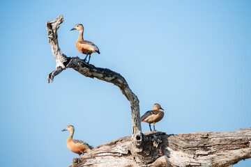 A gang of Lesser Whistling Duck