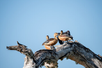 A group of Lesser Whistling Ducks