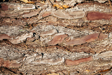 Closeup natural texture of rough bark of tree trunk. Horizontal.