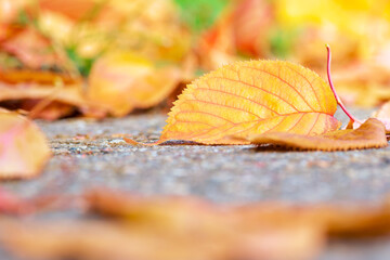 Autumn season. Orange leaf close-up