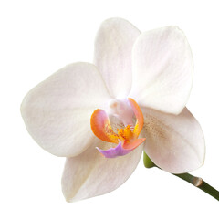 White Phalaenopsis Orchid isolated on a transparent background