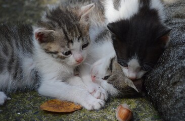 little kittens are playing