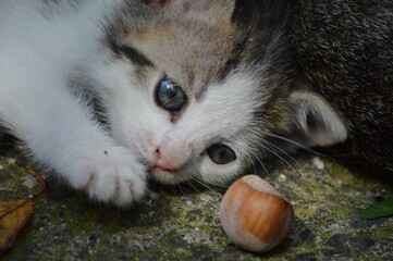 little kittens are playing