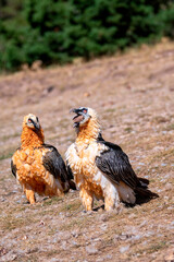 Bearded Vulture in the Pyrenees, Spain.
