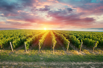Extra wide panoramic shot of a summer vineyard shot at sunset. High quality photo