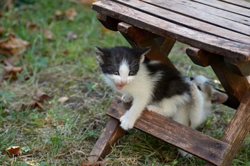 two little kittens are playing