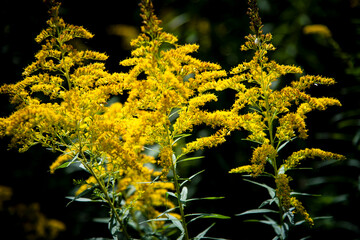 Dark Yellow Flowering Goldenrod Plant with Dark Background