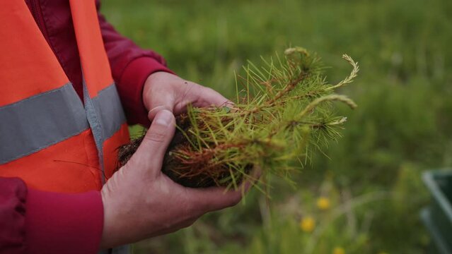 Forestry worker holding young pine seedlings ready for planting as part of a reforestation and forest restoration project. Sustainable forestry and environmental conservation.