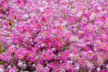 Selective focus of bunch or bouquet pink flowers (Rhodanthe) Sunray or pink paper daisy is a genus...