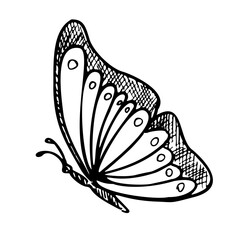 Monarch Butterfly. Hand drawn vector illustration of flying Insect in line art style. Engraved drawing of elegant animal for feminine greeting cards or wedding invitations. Etching for icon or logo.