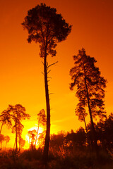 Ermenonvile forest sunrise in the Oise-Pays de France Regional Natural Park