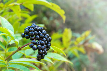 Black ripe berries of sambucus nigra on a branch close-up. Black elderberry bush with fruits in the forest.