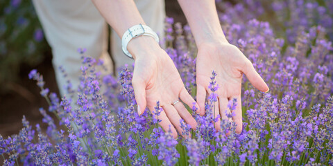 Female hands touching blooming lavender with love. The concept of saving nature and protecting the...