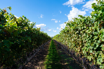 Fototapeta na wymiar Vineyard Beauty: Rows of Grapes Underneath a Golden Sun