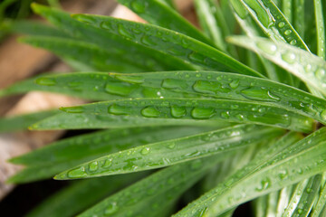 The sharp green leaves of the garden plant aster are covered with raindrops