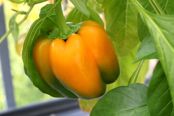 Yellow paprika growing. Green leaves. Close up and isolated with selective focus.