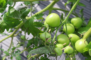 Green tomatoes. Growing on a typical tomato plant.