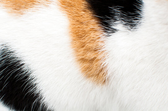 white animal fur with orange and black spots, tricolor cat