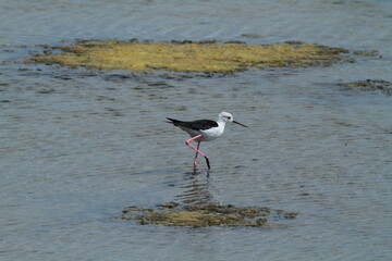 &eacute;chasse blanche 