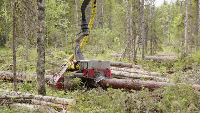 Forestry harvester head cutting, gripping and processing trees in a boreal forest. Heavy logging machinery fells trees, removes branches and cuts logs into sections of required length.
