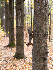 A fluffy squirrel climbs trees in the autumn forest. Wildlife background