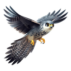 Obraz premium Flying Falcon