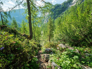 Lonely Hike through the Berchtesgaden green nature 