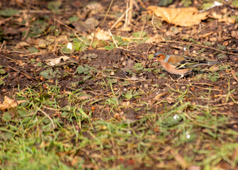 Chaffinch (Fringilla coelebs) - Dublin, Ireland