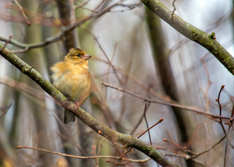 Chaffinch (Fringilla coelebs) - Dublin, Ireland