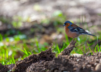 Chaffinch (Fringilla coelebs) - Dublin, Ireland
