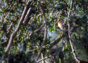 Chaffinch (Fringilla coelebs) - Dublin, Ireland