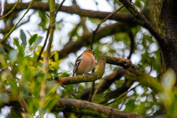 Chaffinch (Fringilla coelebs) - Dublin, Ireland