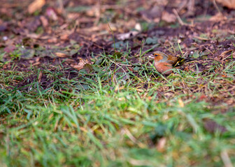 Chaffinch (Fringilla coelebs) - Dublin, Ireland