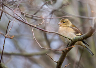 Chaffinch (Fringilla coelebs) - Dublin, Ireland