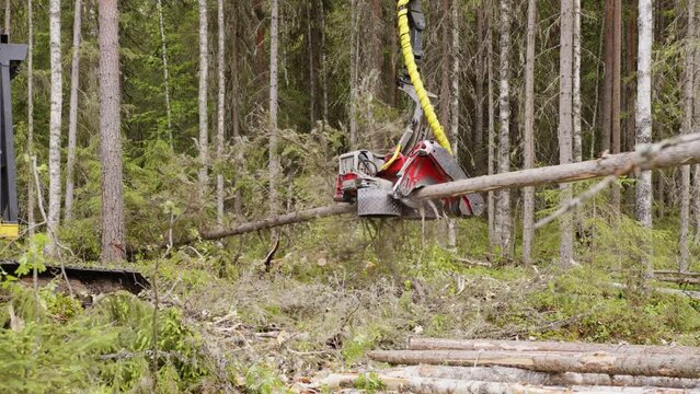 Forestry harvester head cutting, gripping and processing trees in a boreal forest. Heavy logging machinery fells trees, removes branches and cuts logs into sections of required length.
