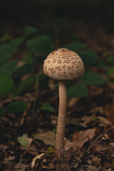 mushroom in the forest