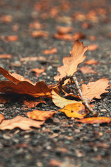 autumn leaves on the water