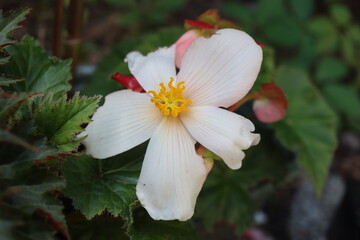 Begonia dwukolorowa Marmorata