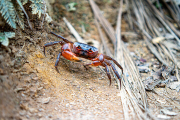 Seychellen Spider Crab