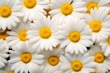 Fototapeta premium white daisies close up background