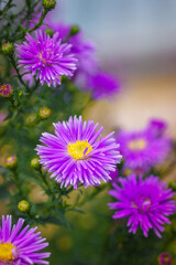 Obraz premium Symphyotrichum novi-belgii, delicate and beautiful garden flower