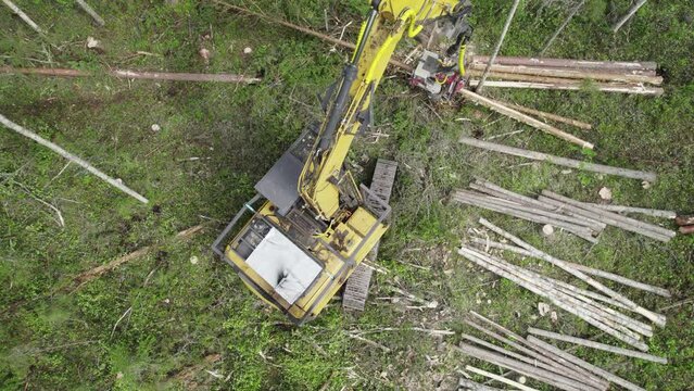 Forestry excavator equipped with a harvester head cutting and processing trees in a boreal forest during timber harvesting operations.