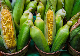 fresh ears of corn displayed in farmer's market 
