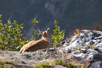 a young Alpine ibex kneels near the camera
