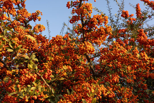 Pyracantha scarlet firethorn at sunset. Bright red ripe fruits of the firethorn plant. Rowan branches with ripe fruits. Botanical concept