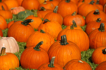 pumpkins on the ground