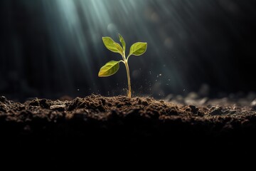 plant in the ground