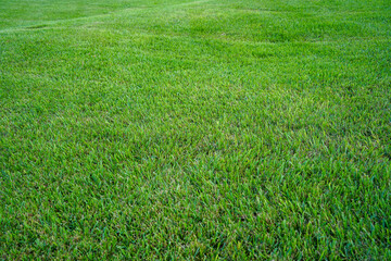 field of lush green St. Augustine grass background