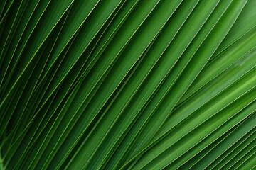 Obraz premium Close up of palm leaf texture